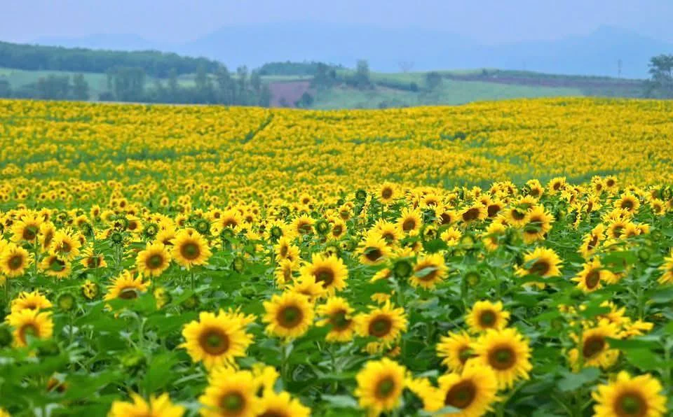 uSOTSqtE6OSNlN4nqXjgcsfLVufAWthvLbX1KCy2